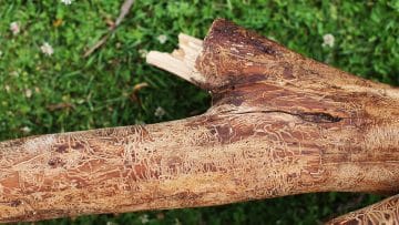 Quelles sont les caractéristiques d’une chenille du chêne ?